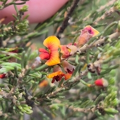 Dillwynia sericea (Egg And Bacon Peas) at Bungendore, NSW - 9 Jan 2025 by clarehoneydove