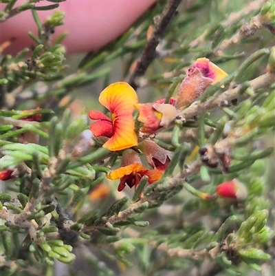 Dillwynia sericea (Egg And Bacon Peas) at Bungendore, NSW - 9 Jan 2025 by clarehoneydove