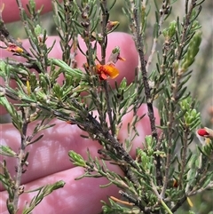 Dillwynia sericea at Bungendore, NSW - 9 Jan 2025