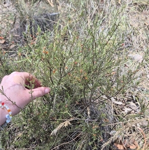 Dillwynia sericea at Bungendore, NSW - 9 Jan 2025