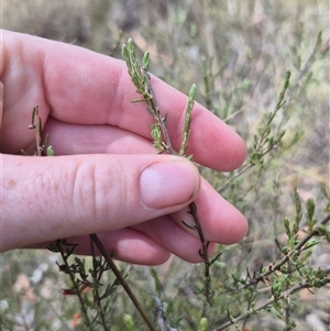 Dillwynia sericea at Bungendore, NSW - 9 Jan 2025