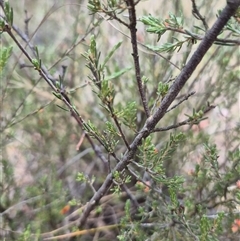 Dillwynia sericea at Bungendore, NSW - 9 Jan 2025