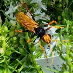 Cryptocheilus sp. (genus) (Spider wasp) at Pialligo, ACT - 8 Jan 2025 by BJR