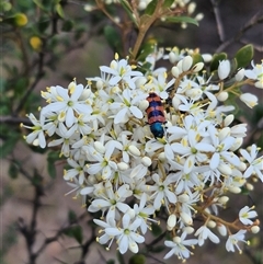 Bursaria spinosa subsp. lasiophylla (Australian Blackthorn) at Bungendore, NSW - 9 Jan 2025 by clarehoneydove