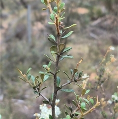 Bursaria spinosa subsp. lasiophylla at Bungendore, NSW - 9 Jan 2025