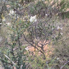 Bursaria spinosa subsp. lasiophylla at Bungendore, NSW - 9 Jan 2025