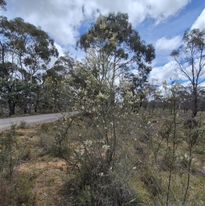 Bursaria spinosa subsp. lasiophylla at Bungendore, NSW - 9 Jan 2025