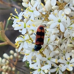 Castiarina crenata (Jewel beetle) at Bungendore, NSW - 9 Jan 2025 by clarehoneydove