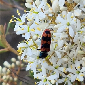 Castiarina crenata at Bungendore, NSW - 9 Jan 2025