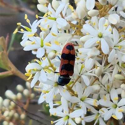 Castiarina crenata (Jewel beetle) at Bungendore, NSW - 9 Jan 2025 by clarehoneydove