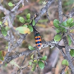 Castiarina crenata at Bungendore, NSW - 9 Jan 2025