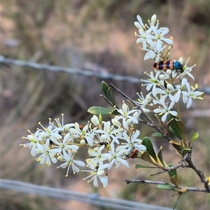 Castiarina crenata at Bungendore, NSW - 9 Jan 2025