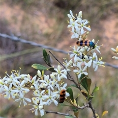 Castiarina crenata at Bungendore, NSW - 9 Jan 2025