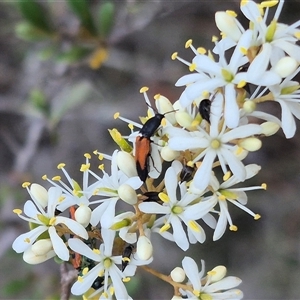 Anilicus xanthomus at Bungendore, NSW - 9 Jan 2025