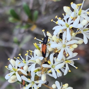 Anilicus xanthomus at Bungendore, NSW - 9 Jan 2025 01:13 PM