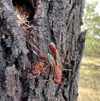 Ichneumonidae (family) at Ainslie, ACT - 9 Jan 2025 by Pirom