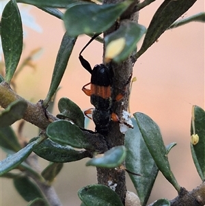 Obrida fascialis at Bungendore, NSW - 9 Jan 2025