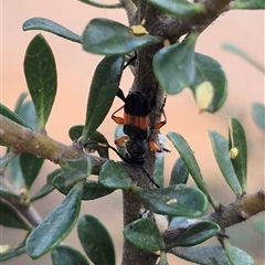 Obrida fascialis at Bungendore, NSW - 9 Jan 2025