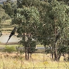 Psephotus haematonotus (Red-rumped Parrot) at Kambah, ACT - 9 Jan 2025 by GG