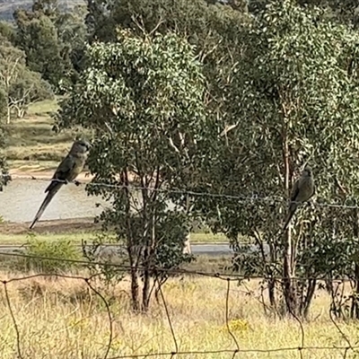 Psephotus haematonotus (Red-rumped Parrot) at Kambah, ACT - 9 Jan 2025 by GG