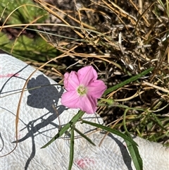 Convolvulus angustissimus subsp. angustissimus (Australian Bindweed) at Kambah, ACT - 9 Jan 2025 by GG