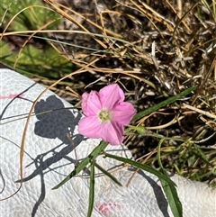 Convolvulus angustissimus subsp. angustissimus (Australian Bindweed) at Kambah, ACT - 8 Jan 2025 by GG