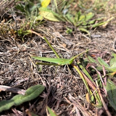 Acrida conica (Giant green slantface) at Kambah, ACT - 9 Jan 2025 by GG