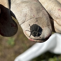 Helea ovata (Pie-dish beetle) at Kambah, ACT - 9 Jan 2025 by GG