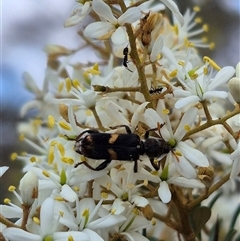 Eleale pulchra (Clerid beetle) at Bungendore, NSW - 9 Jan 2025 by clarehoneydove