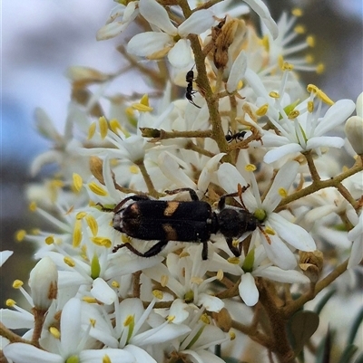 Eleale pulchra (Clerid beetle) at Bungendore, NSW - 9 Jan 2025 by clarehoneydove