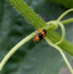 Aulacophora hilaris (Pumpkin Beetle) at Lyneham, ACT - 9 Jan 2025 by citycritters