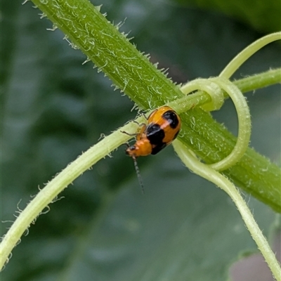 Aulacophora hilaris (Pumpkin Beetle) at Lyneham, ACT - 9 Jan 2025 by citycritters