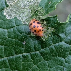 Epilachna vigintioctopunctata at Lyneham, ACT - 9 Jan 2025 by citycritters