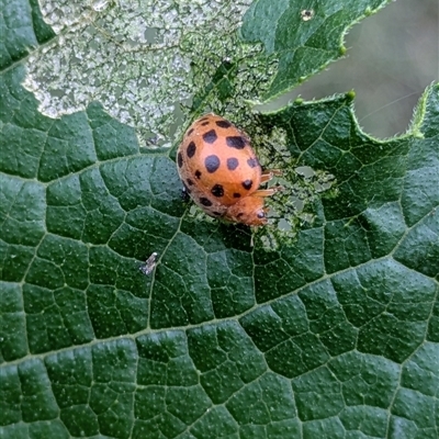 Epilachna vigintioctopunctata (28-spotted potato ladybird or Hadda beetle) at Lyneham, ACT - 9 Jan 2025 by citycritters