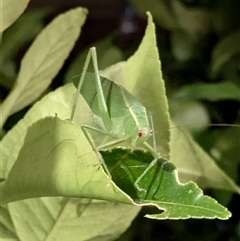 Caedicia simplex (Common Garden Katydid) at Lyneham, ACT - 9 Jan 2025 by citycritters