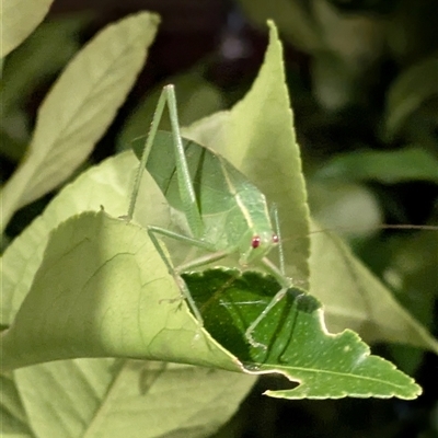 Caedicia simplex (Common Garden Katydid) at Lyneham, ACT - 9 Jan 2025 by citycritters