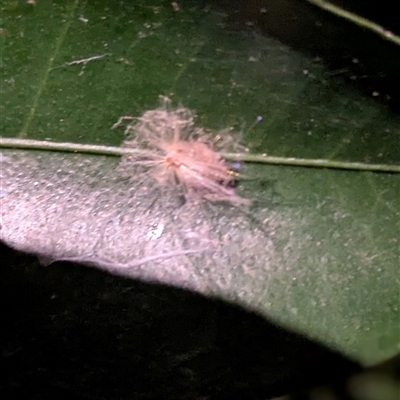 Unidentified Insect at Lyneham, ACT - 9 Jan 2025 by citycritters