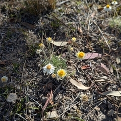 Leucochrysum albicans subsp. tricolor (Hoary Sunray) at O'Malley, ACT - 14 Nov 2024 by citycritters