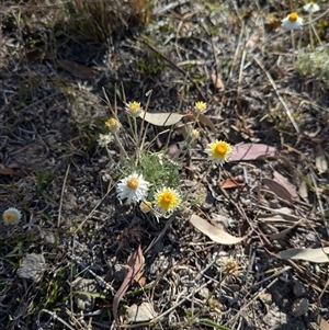 Leucochrysum albicans subsp. tricolor at O'Malley, ACT - 14 Nov 2024 04:43 PM