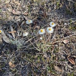 Leucochrysum albicans subsp. tricolor at O'Malley, ACT - 14 Nov 2024 04:43 PM