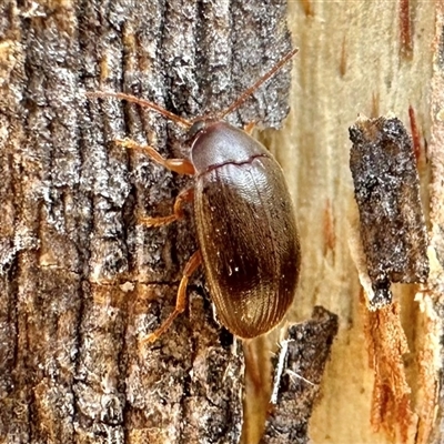 Nocar depressiusculus (Comb-clawed beetle) at Ainslie, ACT - 9 Jan 2025 by Pirom