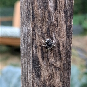 Megachile (Eutricharaea) macularis at Lyneham, ACT - 9 Jan 2025 07:33 PM