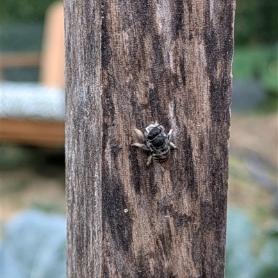 Megachile (Eutricharaea) macularis at Lyneham, ACT - 9 Jan 2025 by citycritters