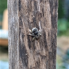 Megachile (Eutricharaea) macularis at Lyneham, ACT - 9 Jan 2025 07:33 PM