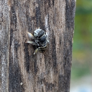 Megachile (Eutricharaea) macularis at Lyneham, ACT - 9 Jan 2025 07:33 PM