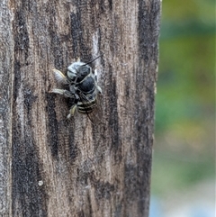 Megachile (Eutricharaea) macularis at Lyneham, ACT - 9 Jan 2025 07:33 PM