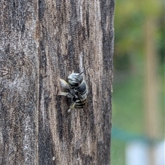 Megachile (Eutricharaea) macularis at Lyneham, ACT - 9 Jan 2025 07:33 PM