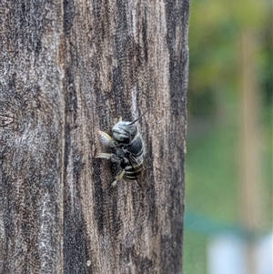 Megachile (Eutricharaea) macularis at Lyneham, ACT - 9 Jan 2025 07:33 PM