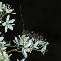 Aridaeus thoracicus at Strathnairn, ACT - 9 Jan 2025 by jb2602