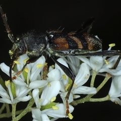 Aridaeus thoracicus at Strathnairn, ACT - 9 Jan 2025 11:13 AM